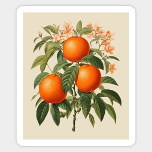 Vintage Oranges Sticker